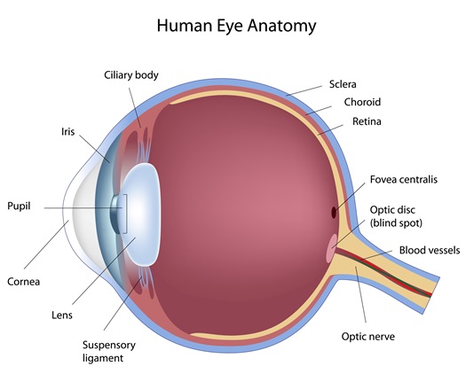 Iris of the Eye (Anatomy, Functions & Associated Conditions)